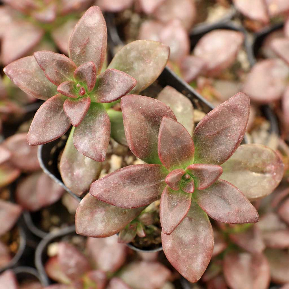 Echeveria compressicaulis [exclusive]