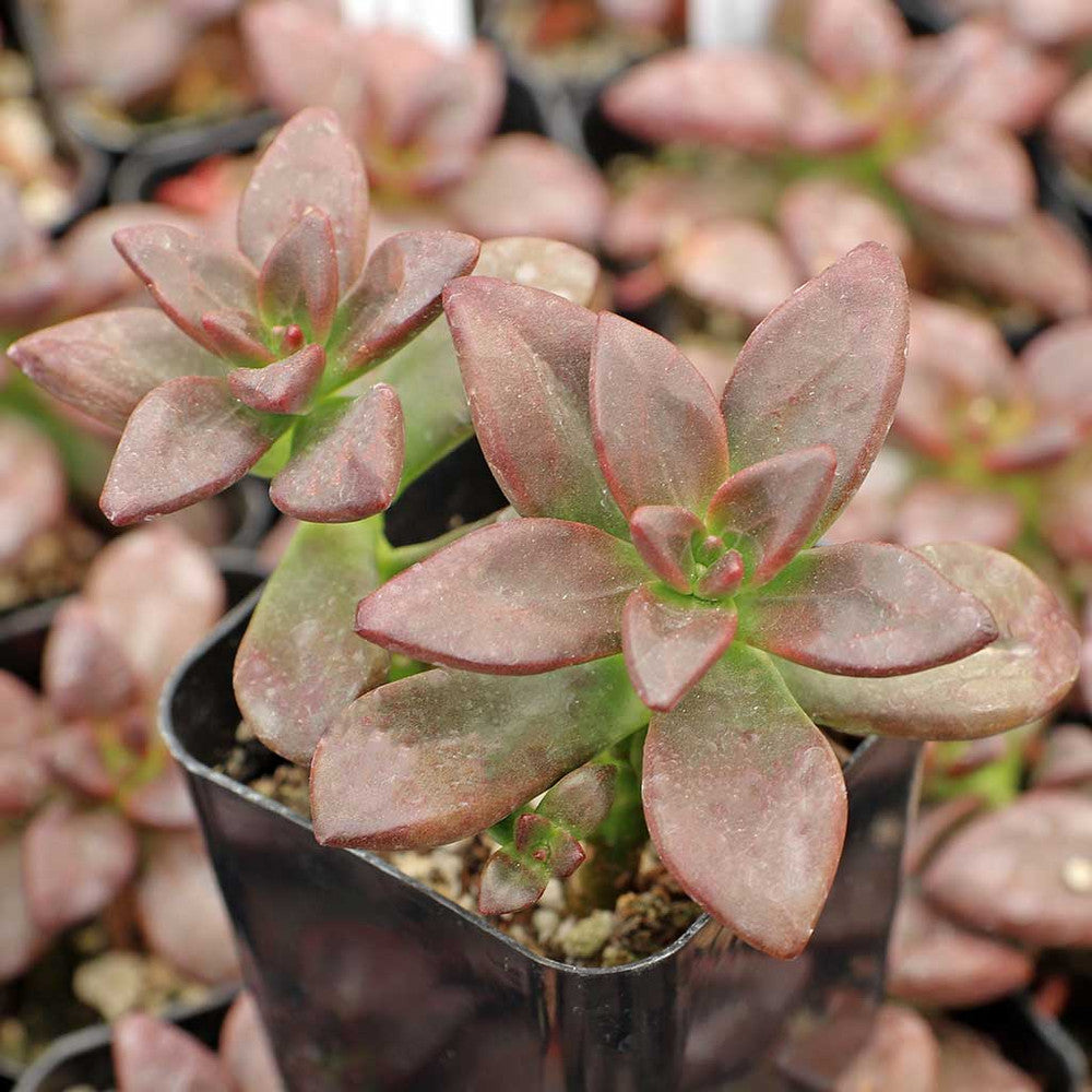 Echeveria compressicaulis [exclusive]