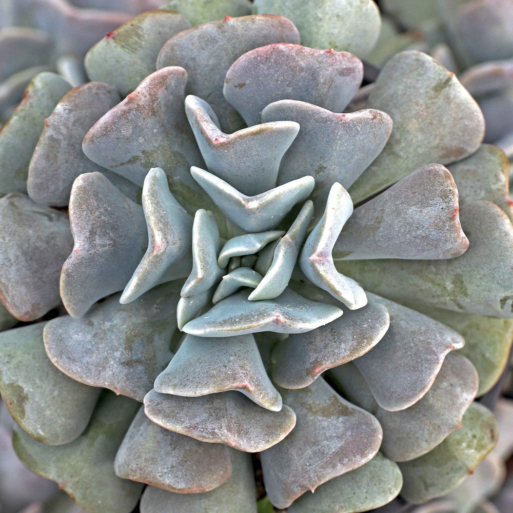 Echeveria 'Cubic Frost'™
