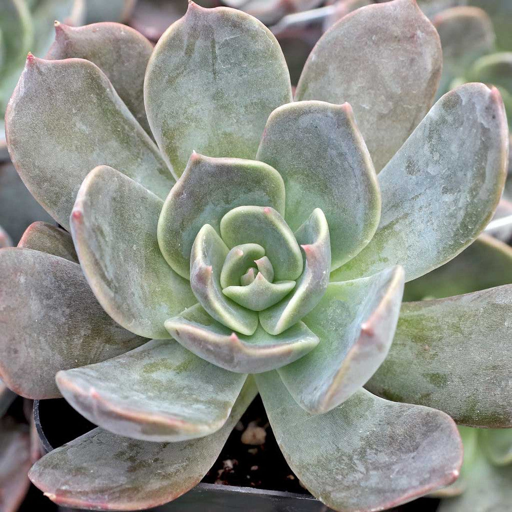Echeveria 'Marrom' [exclusive]