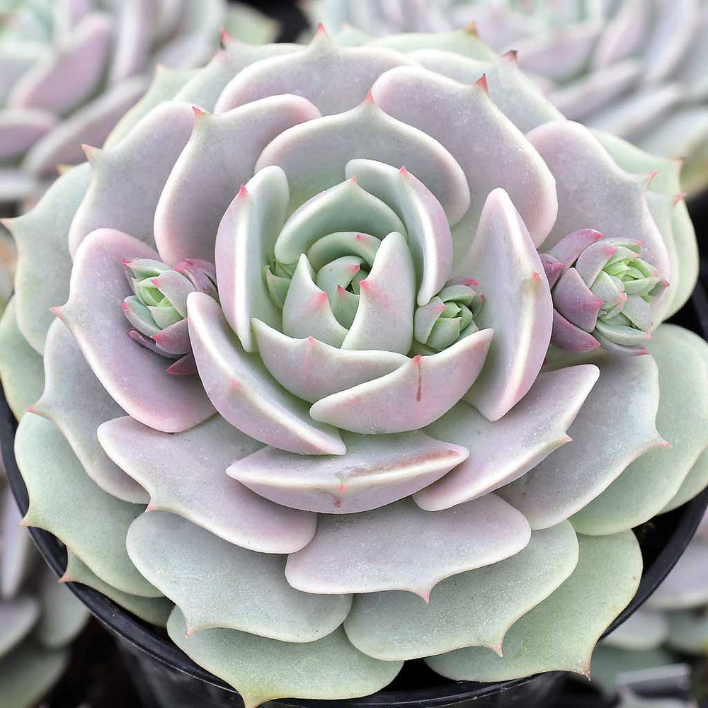 Echeveria 'Lola' [large]