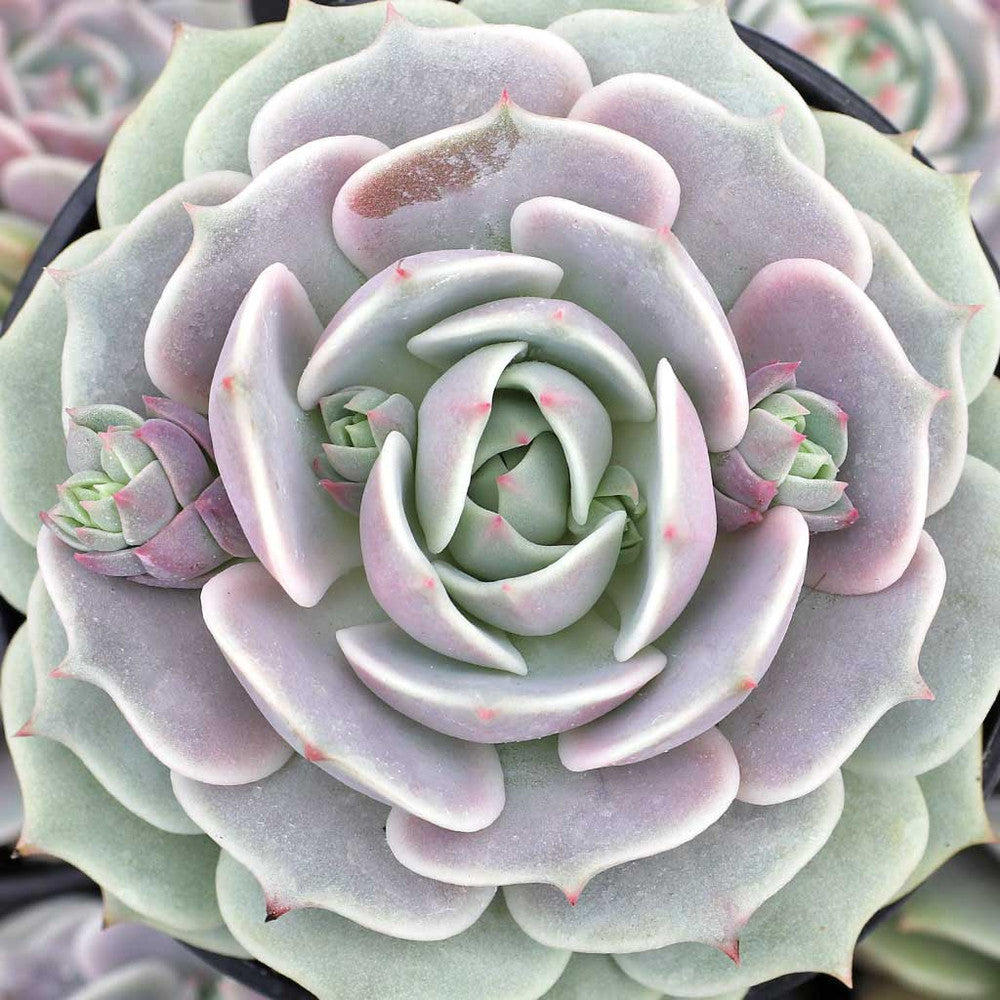 Echeveria 'Lola' [large]