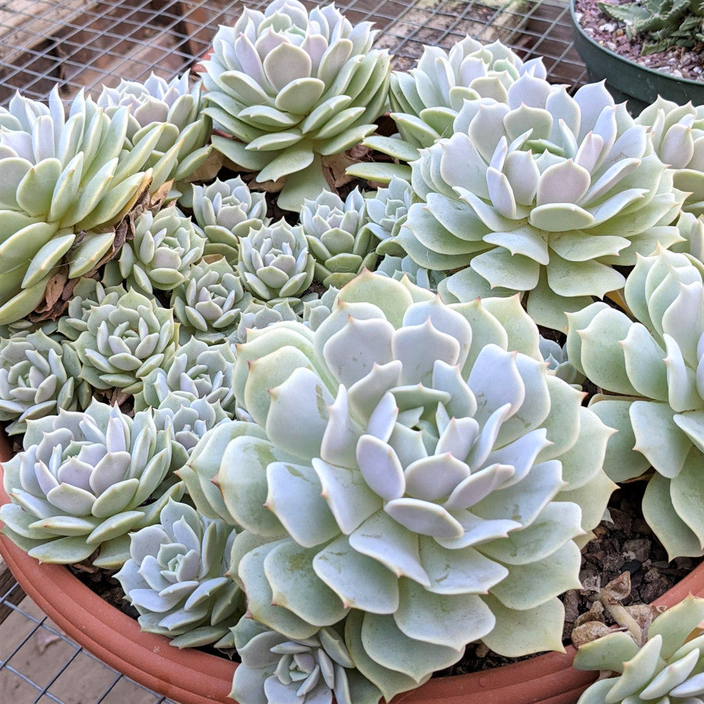 Echeveria 'Lola'