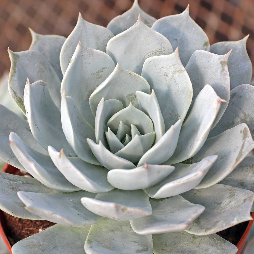 Echeveria peacockii - Peacock Echeveria