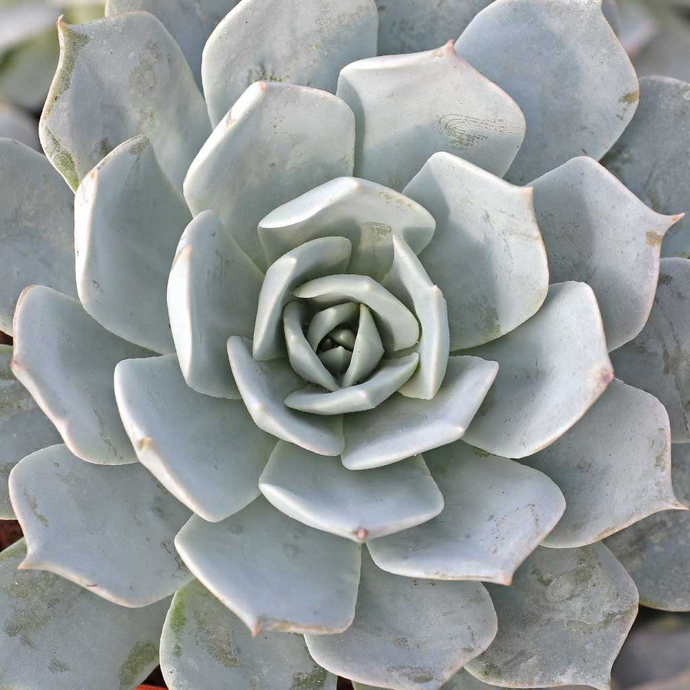 Echeveria peacockii - Peacock Echeveria