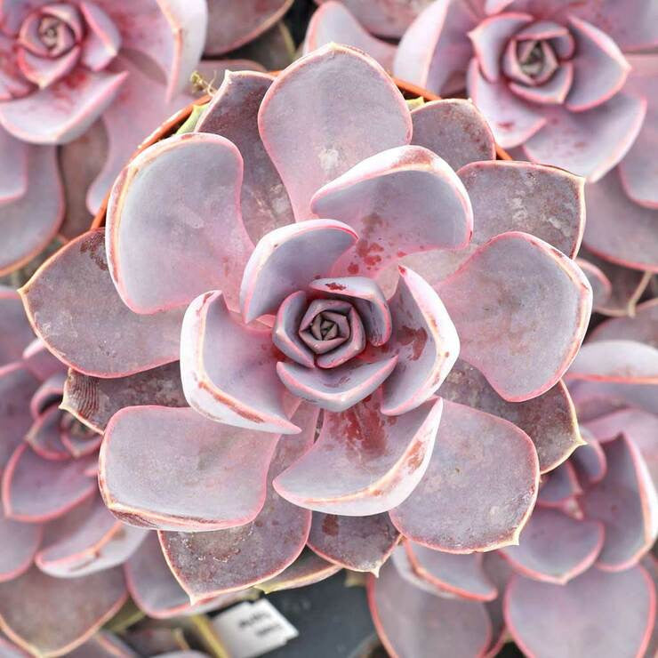 Echeveria 'Purple Pearl'