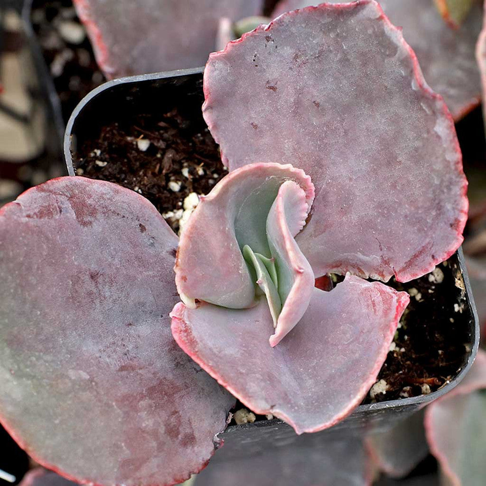 Echeveria 'The Rose' [limited]