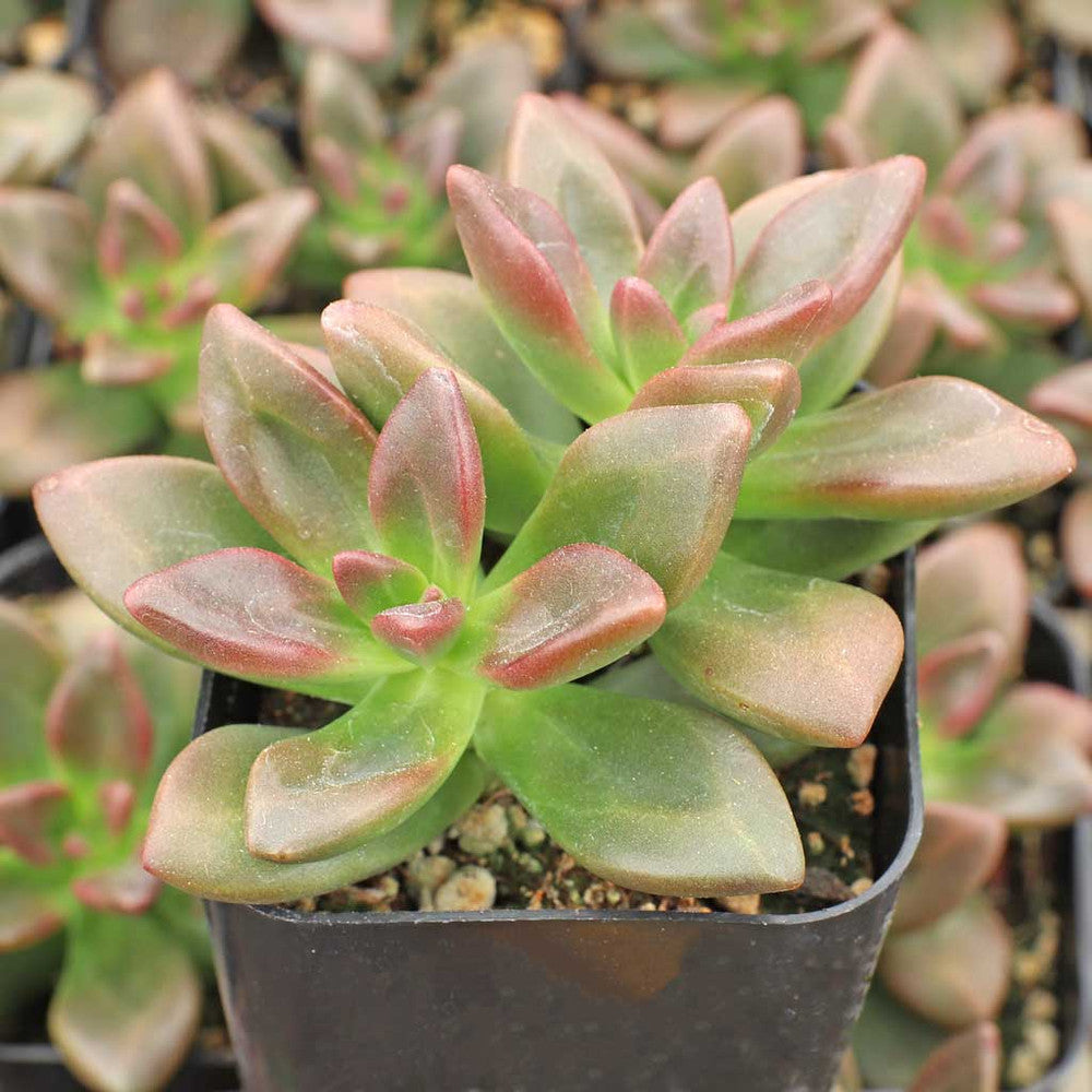 Echeveria compressicaulis [exclusive]
