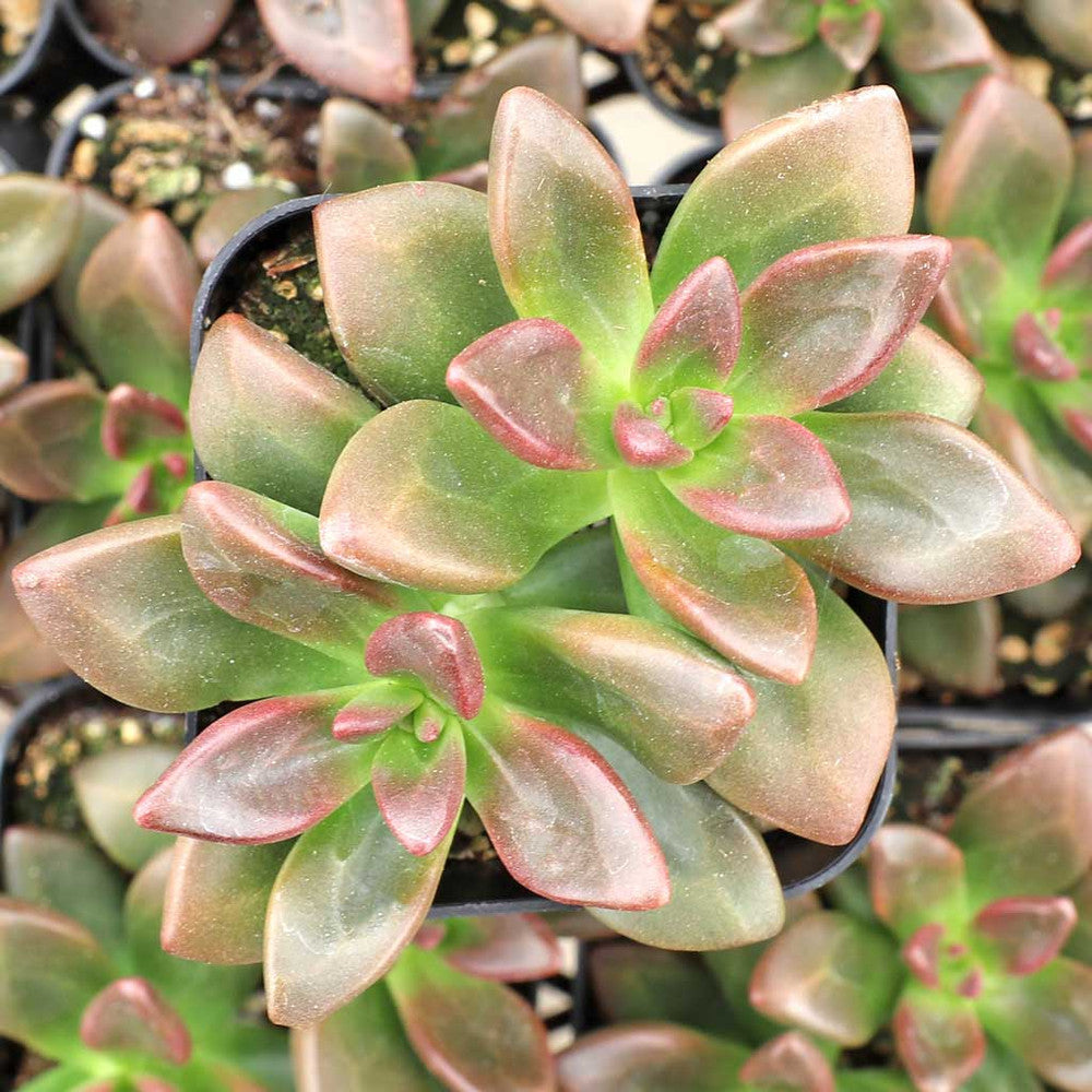 Echeveria compressicaulis [exclusive]