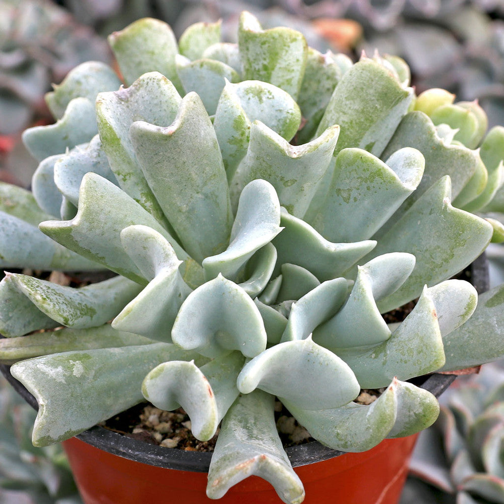 Echeveria runyonii 'Topsy Turvy'