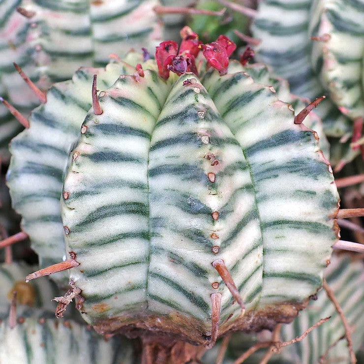 Euphorbia meloformis f. variegata [limited]