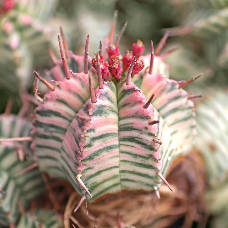 Euphorbia meloformis f. variegata [limited]