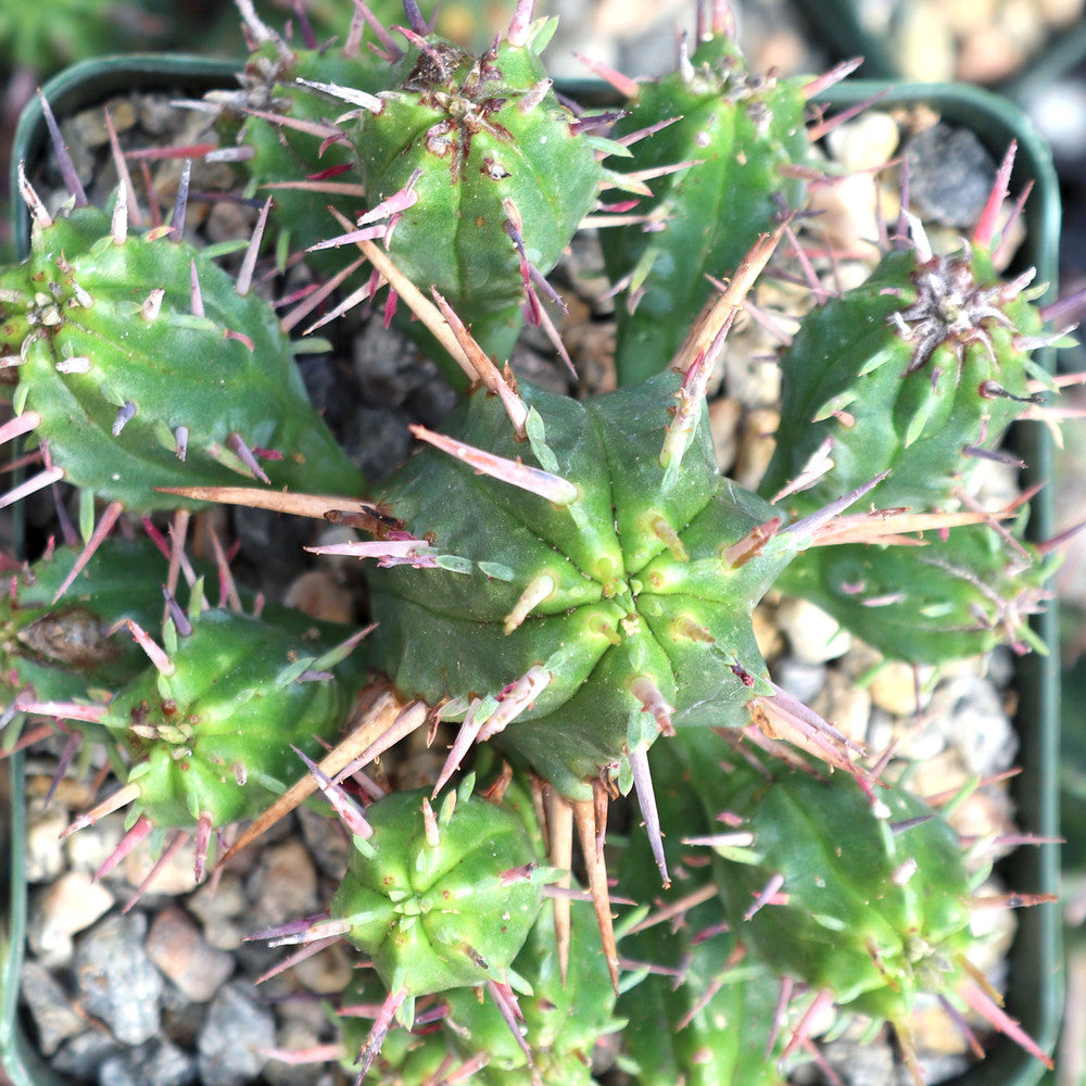 Euphorbia ferox [large] - Pincushion Euphorbia