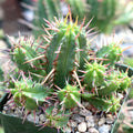 Euphorbia ferox [large] - Pincushion Euphorbia