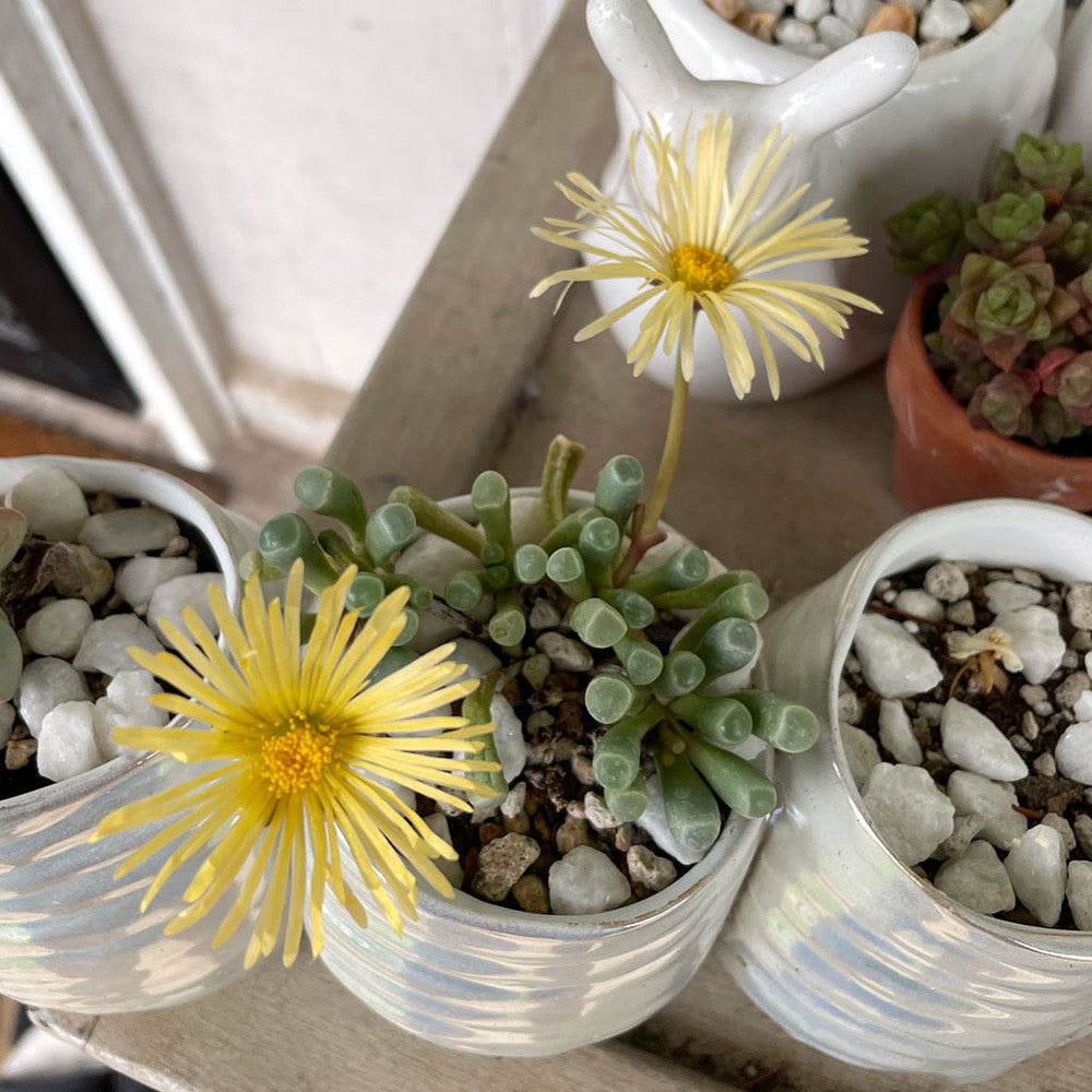 Fenestraria rhopalophylla - Baby Toes
