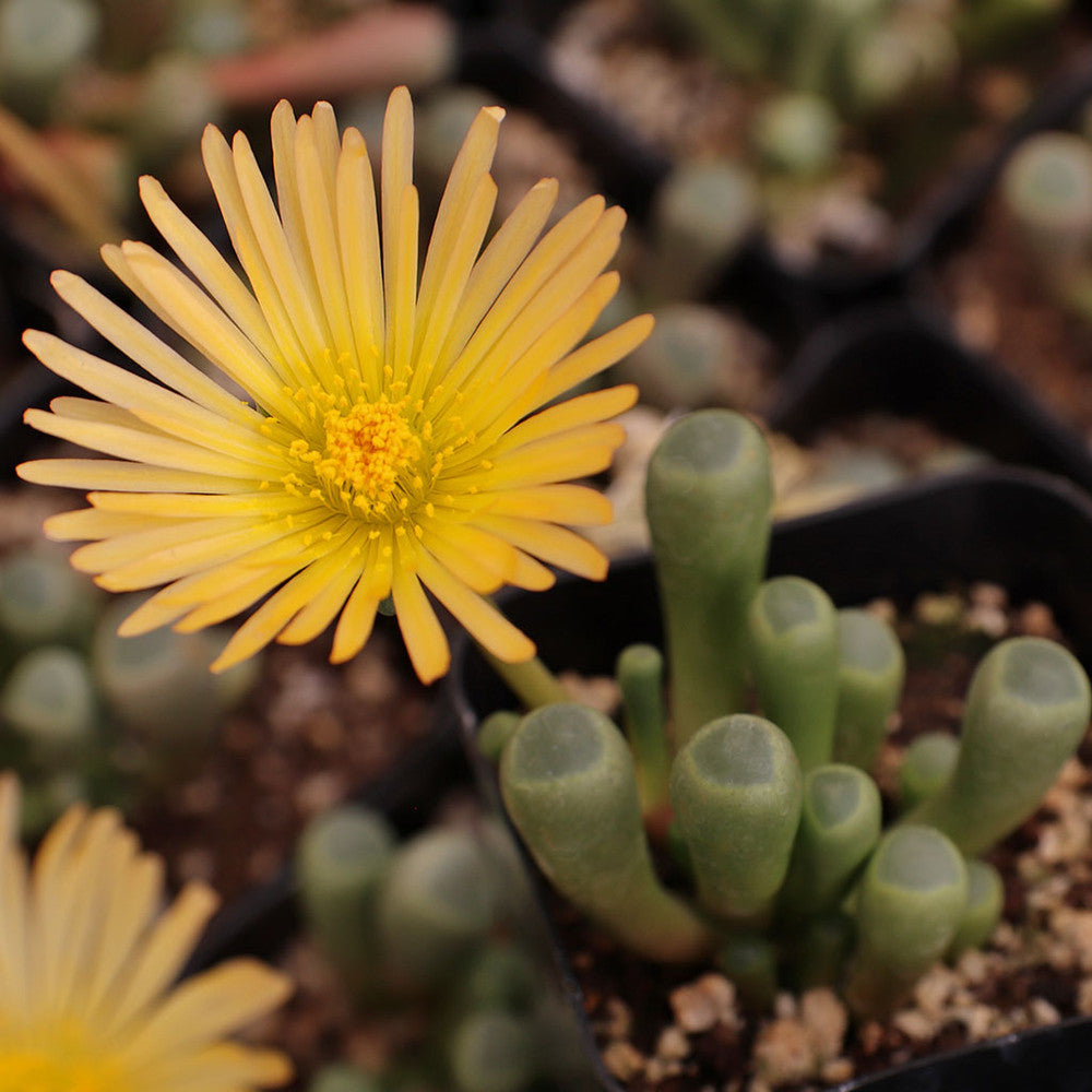 Fenestraria rhopalophylla - Baby Toes