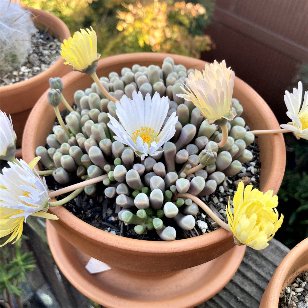 Fenestraria rhopalophylla - Baby Toes