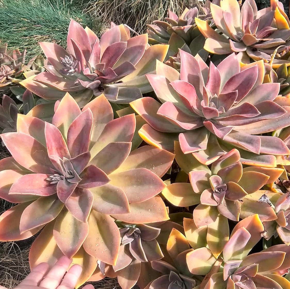 Graptoveria 'Fred Ives'