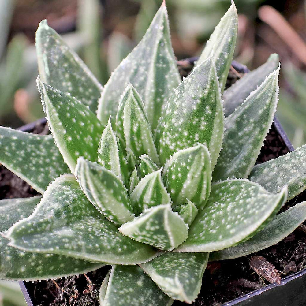 Gasteraloe 'Thais'