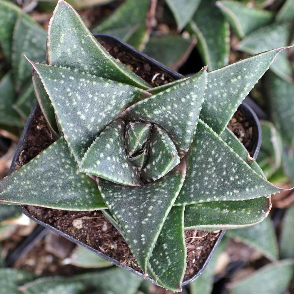 Gasterhaworthia 'Hippo'