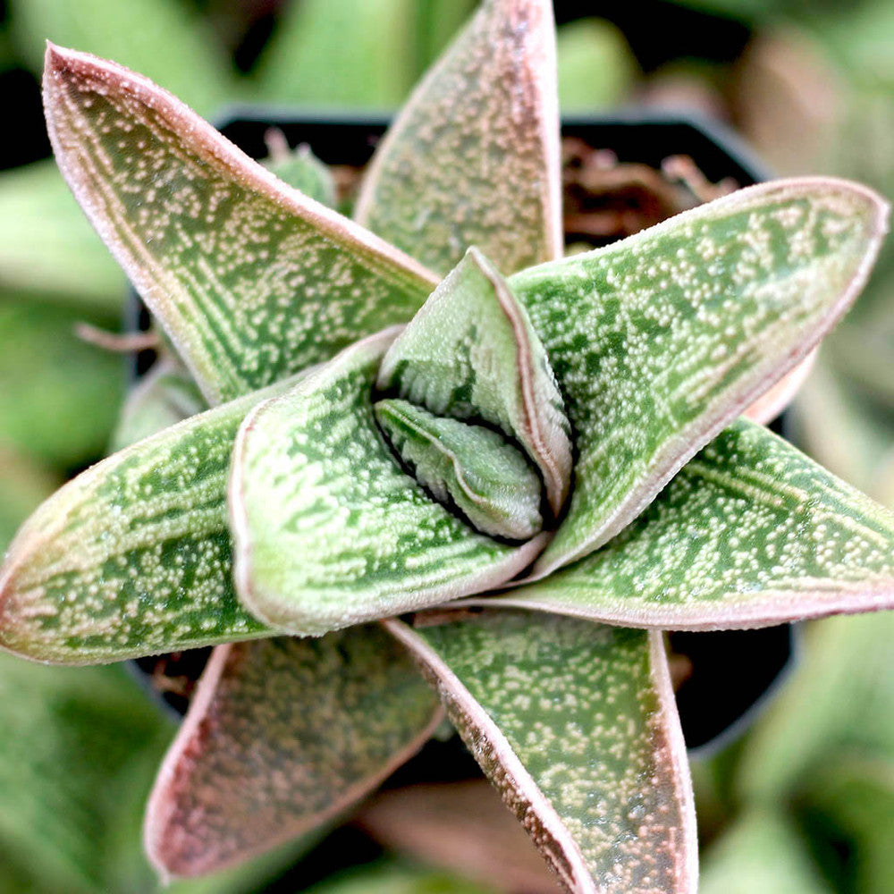 Gasteria 'Little Warty'
