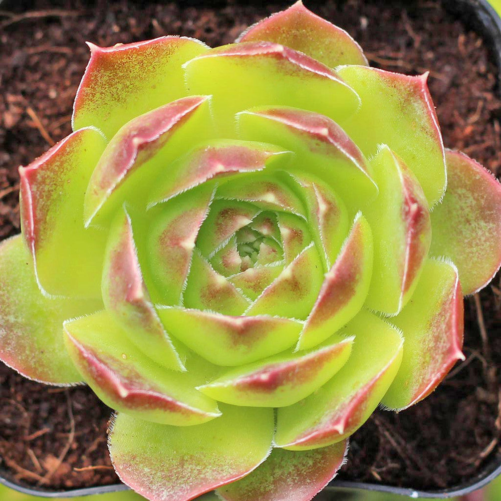 Sempervivum heuffelii 'Gold Bug'