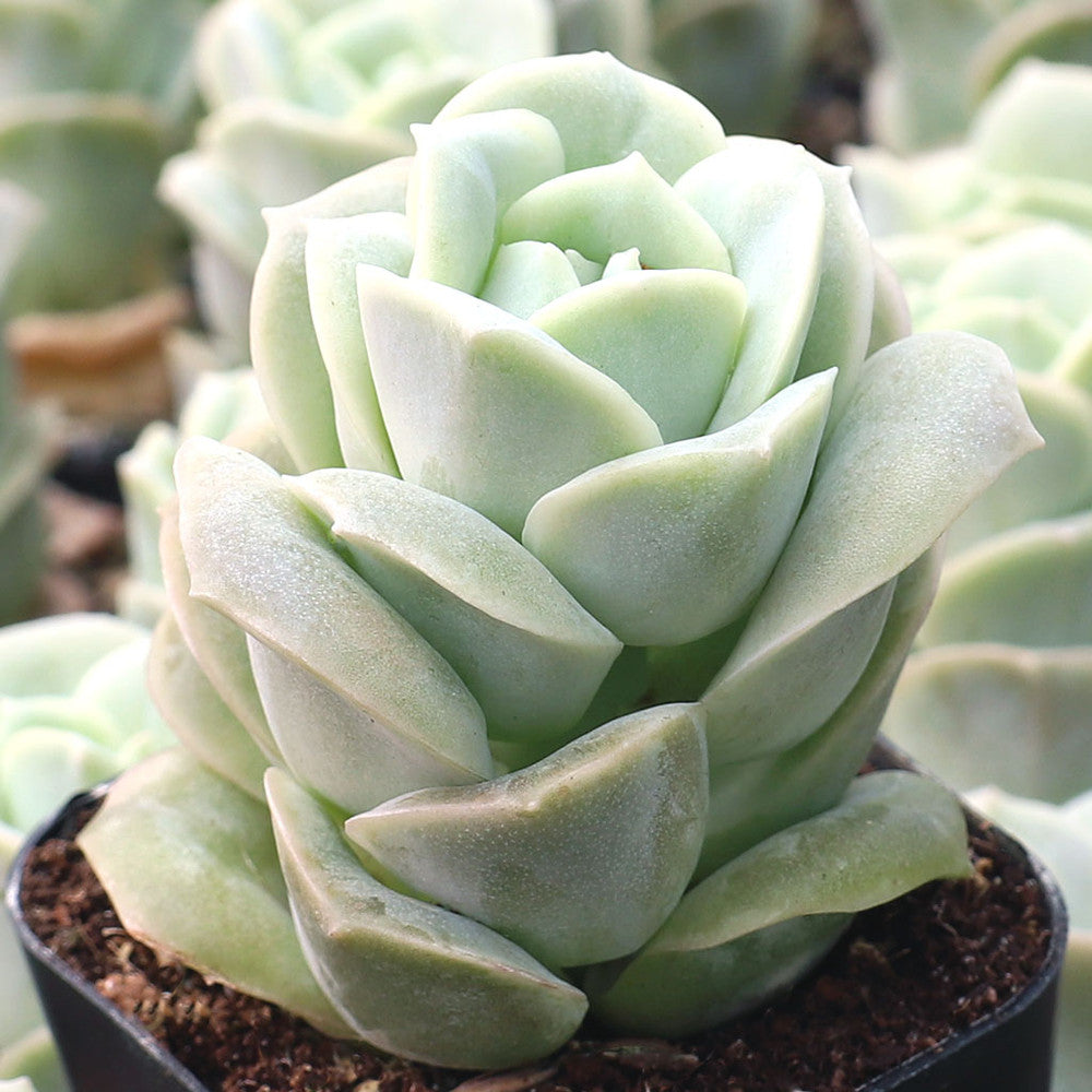 Graptoveria 'Lovely Rose'