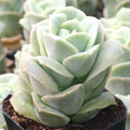Graptoveria 'Lovely Rose'