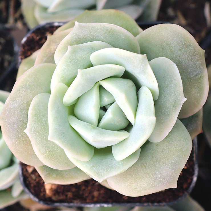 Graptoveria 'Lovely Rose' [large]