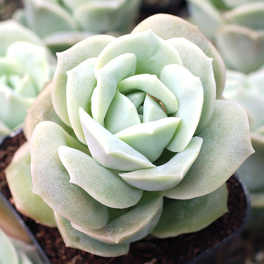 Graptoveria 'Lovely Rose'