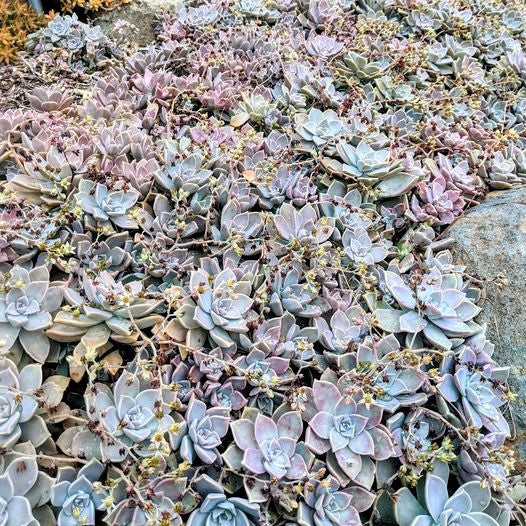 Graptopetalum 'Purple Delight'