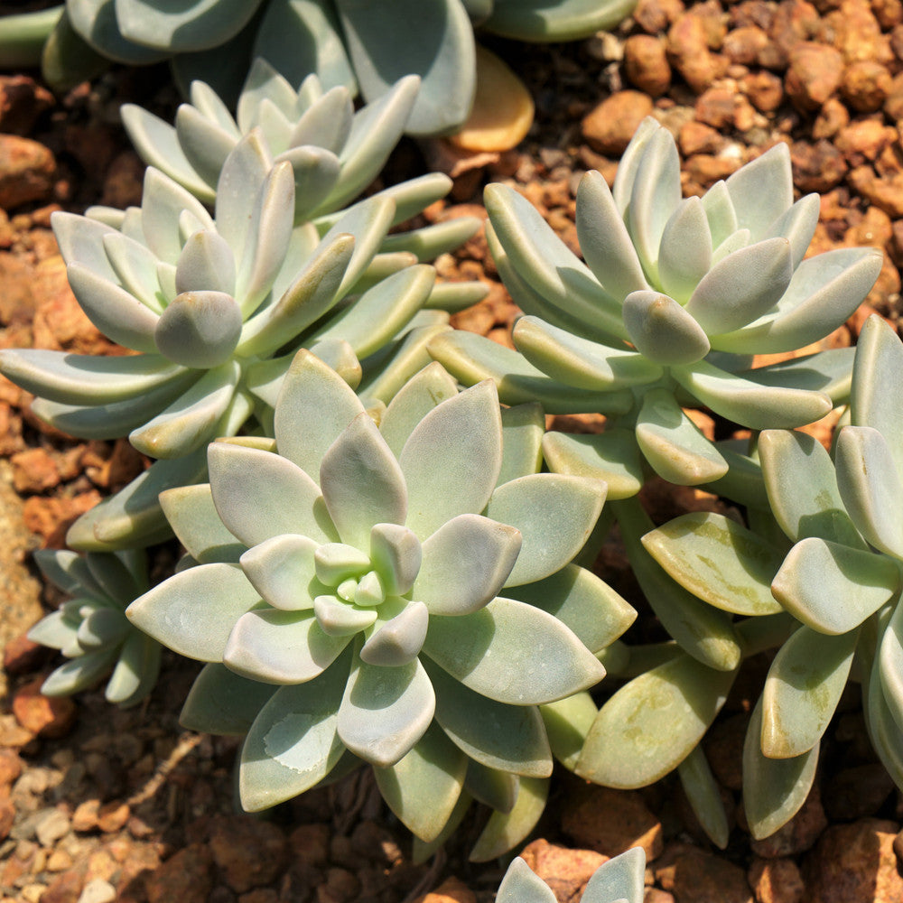 Graptopetalum paraguayense - Ghost Plant