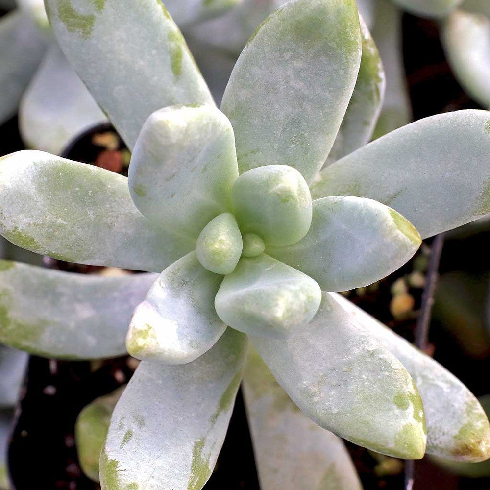 Graptosedum 'Francesco Baldi'