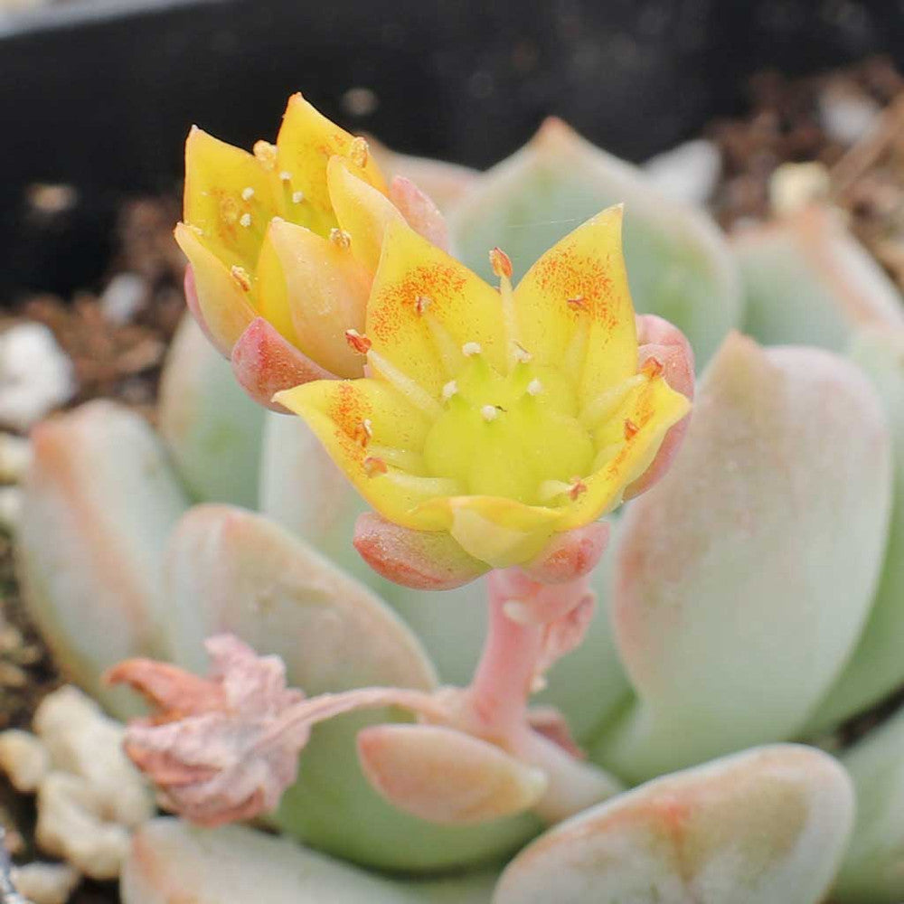 Graptoveria 'A Grim One'