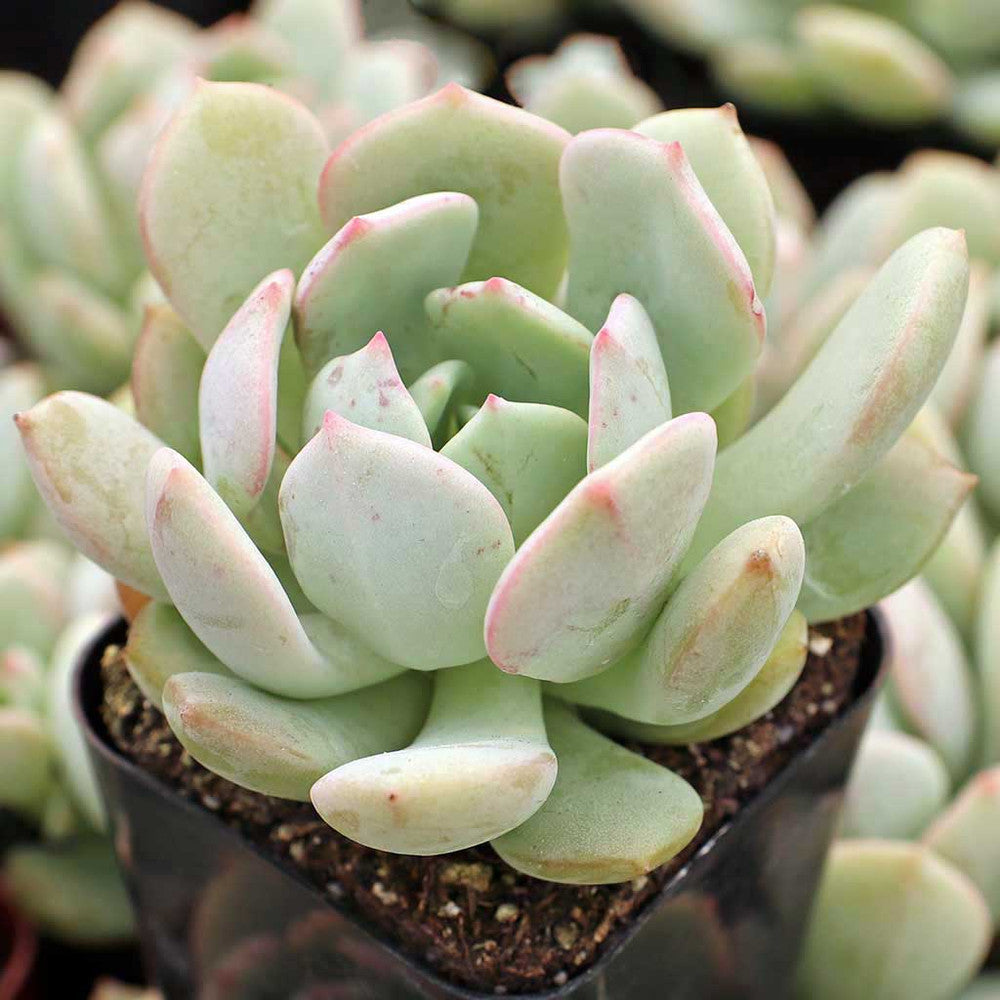 Graptoveria 'A Grim One'