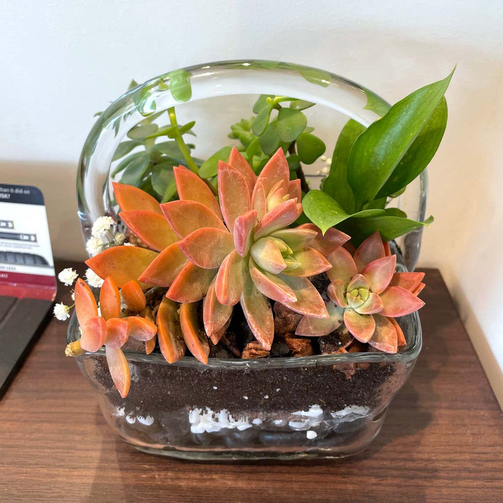 Graptosedum 'California Sunset'