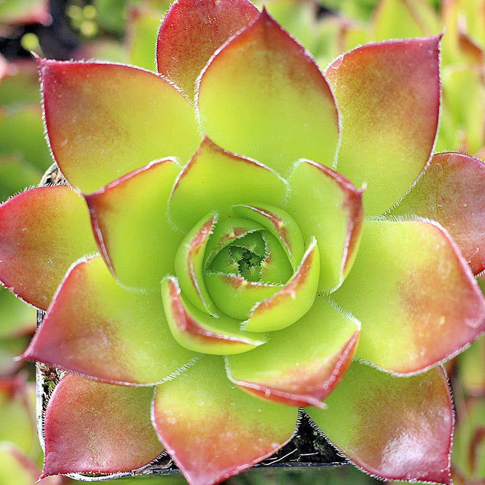 Sempervivum heuffelii 'Green Stone'