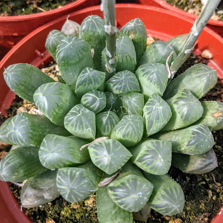 Haworthia cooperi var. dielsiana [large]