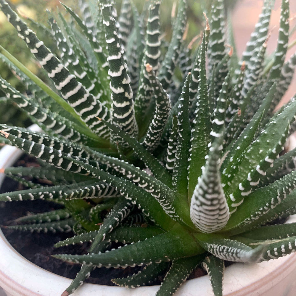 Haworthia fasciata - Zebra Plant
