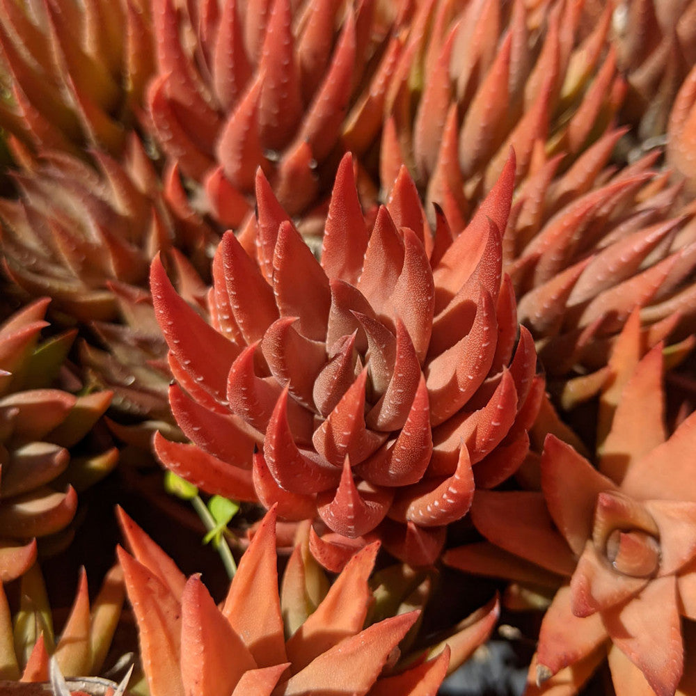 Haworthia reinwardtii
