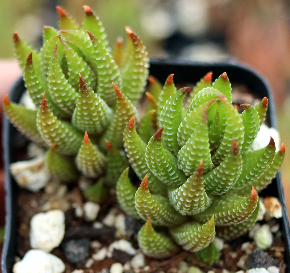 Haworthia coarctata var. tenuis