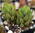 Haworthia coarctata var. tenuis