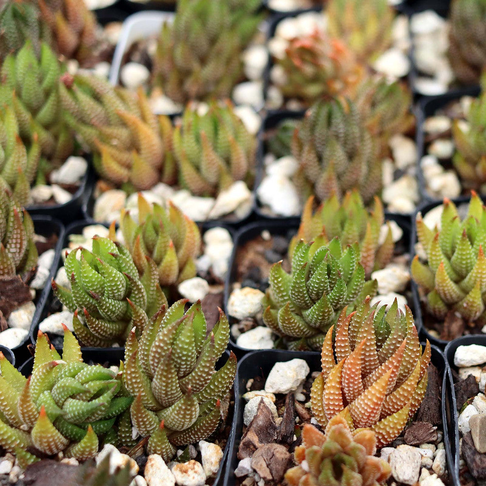 Haworthia coarctata var. tenuis