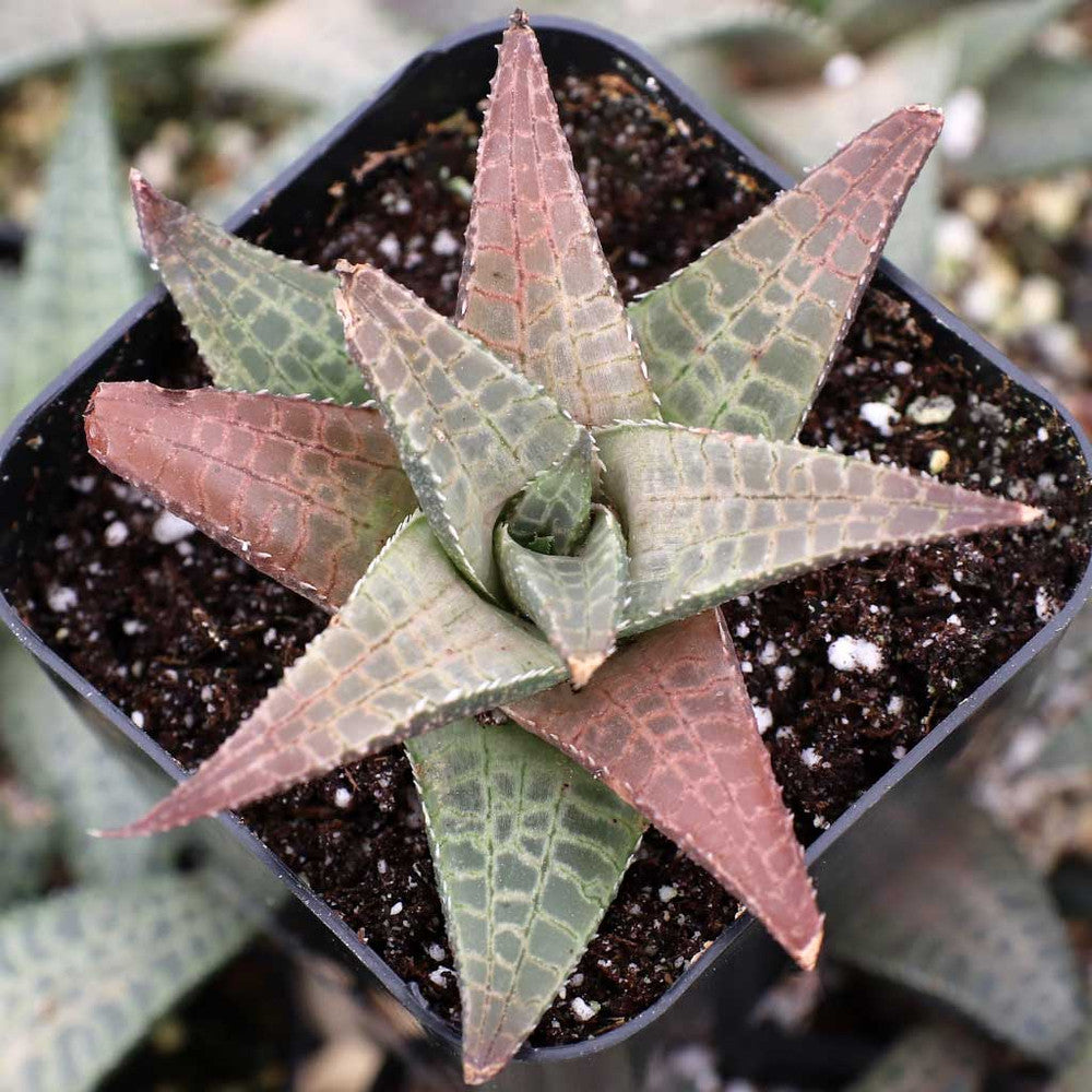 Haworthia venosa ssp. tessellata