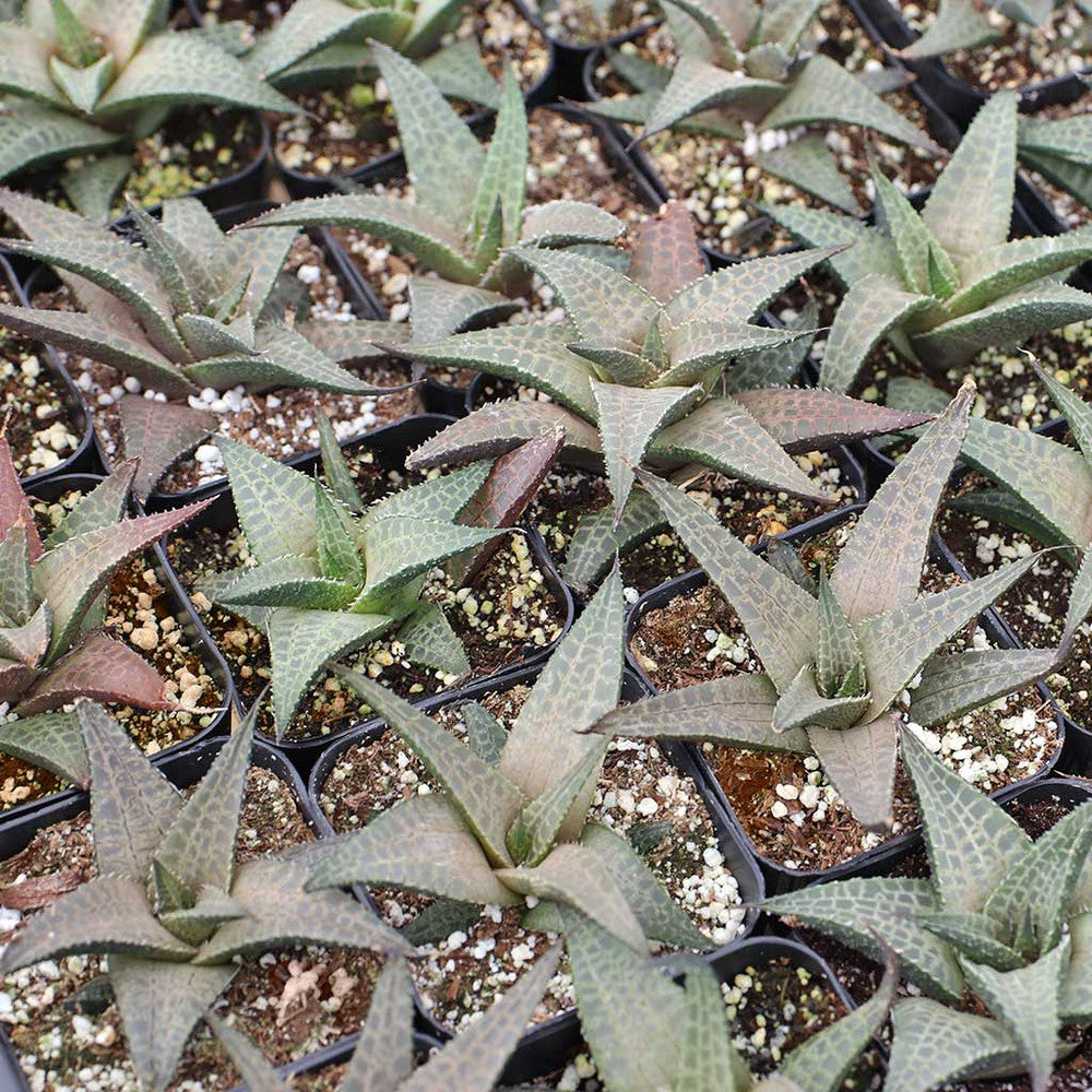 Haworthia venosa ssp. tessellata