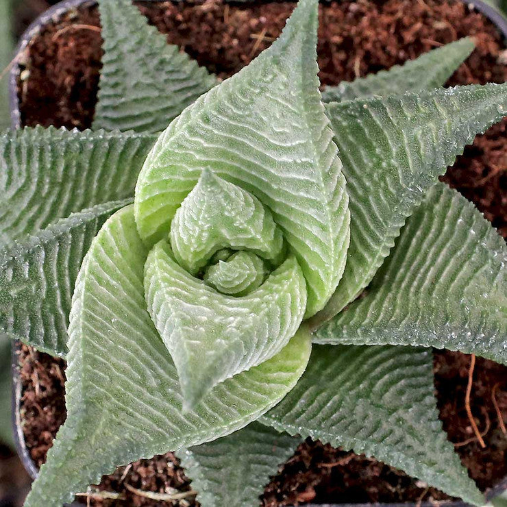 Haworthia limifolia f. spiralis [large]