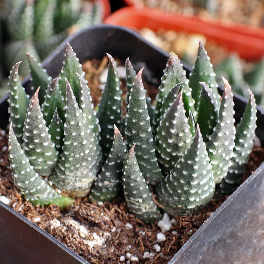 Haworthia reinwardtii