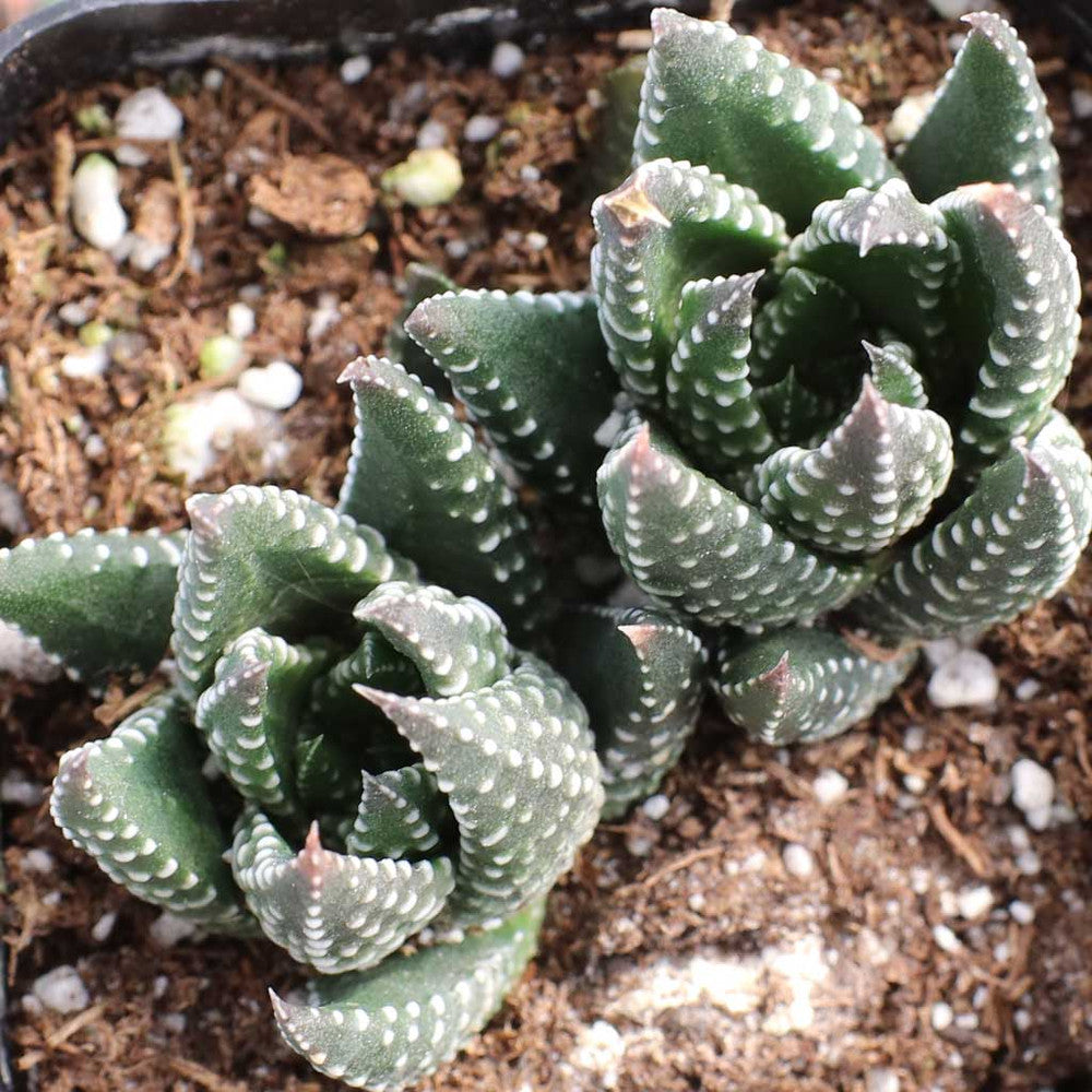 Haworthia reinwardtii