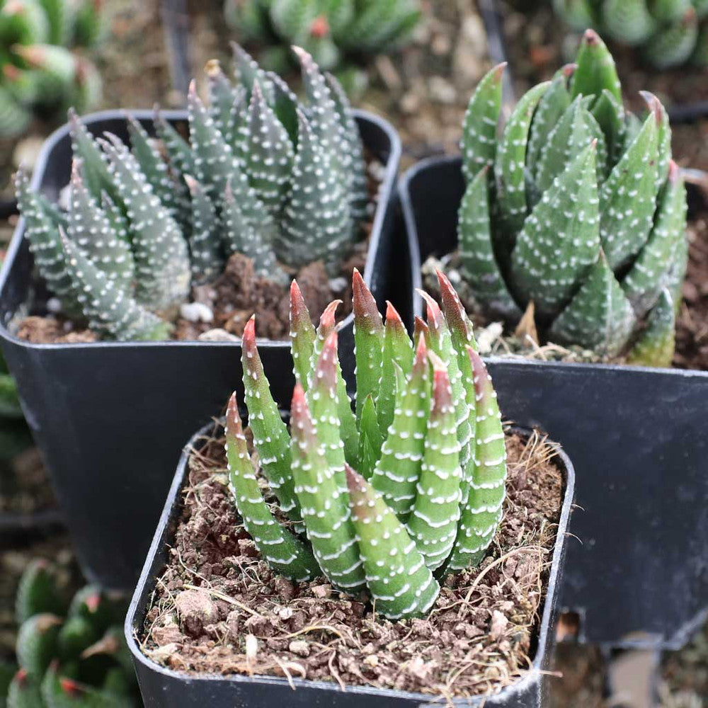 Haworthia reinwardtii