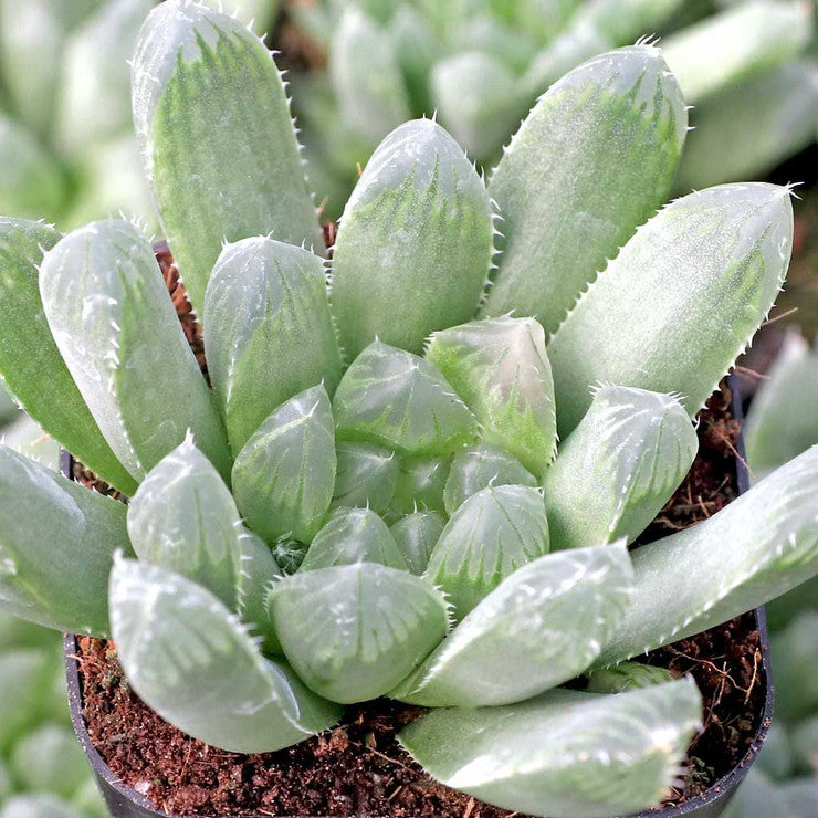 Haworthia cooperi var. dielsiana [large]